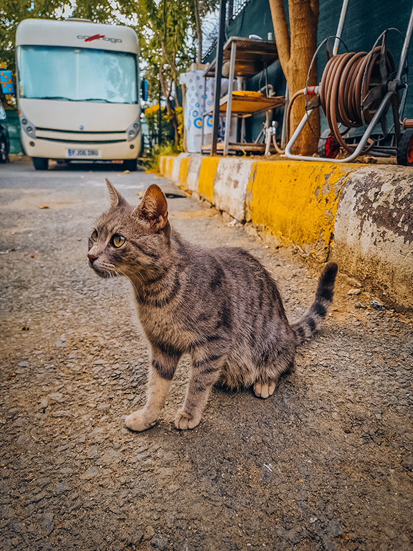 Straßenkatzen in Istanbul
