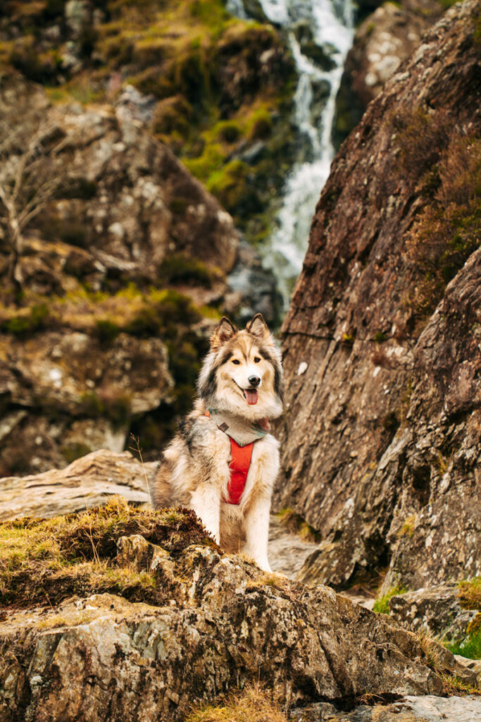 Wanderung mit Sam im Lake District