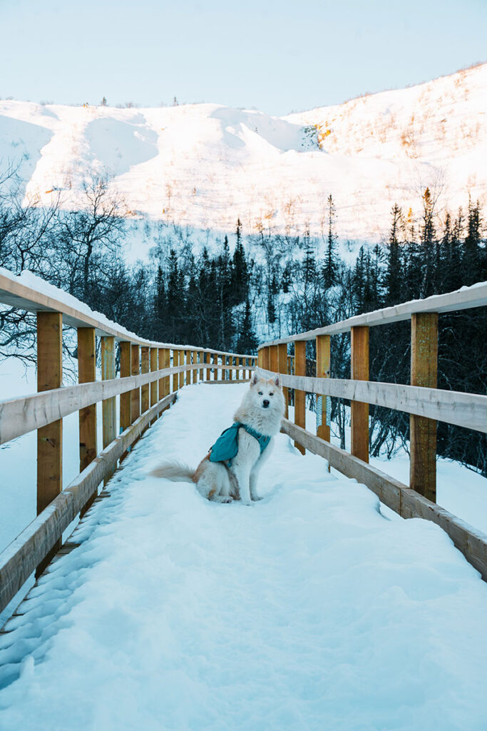 Wanderung zum Njupeskär Wasserfall im Winter