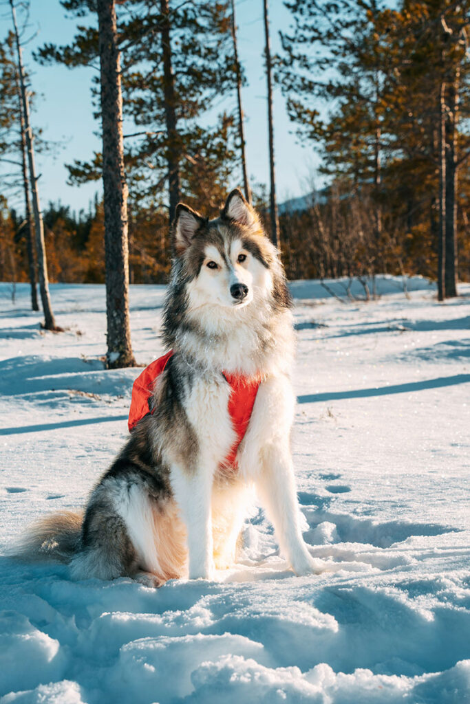 Mit Hund zum Njupeskär Wasserfall in Schweden