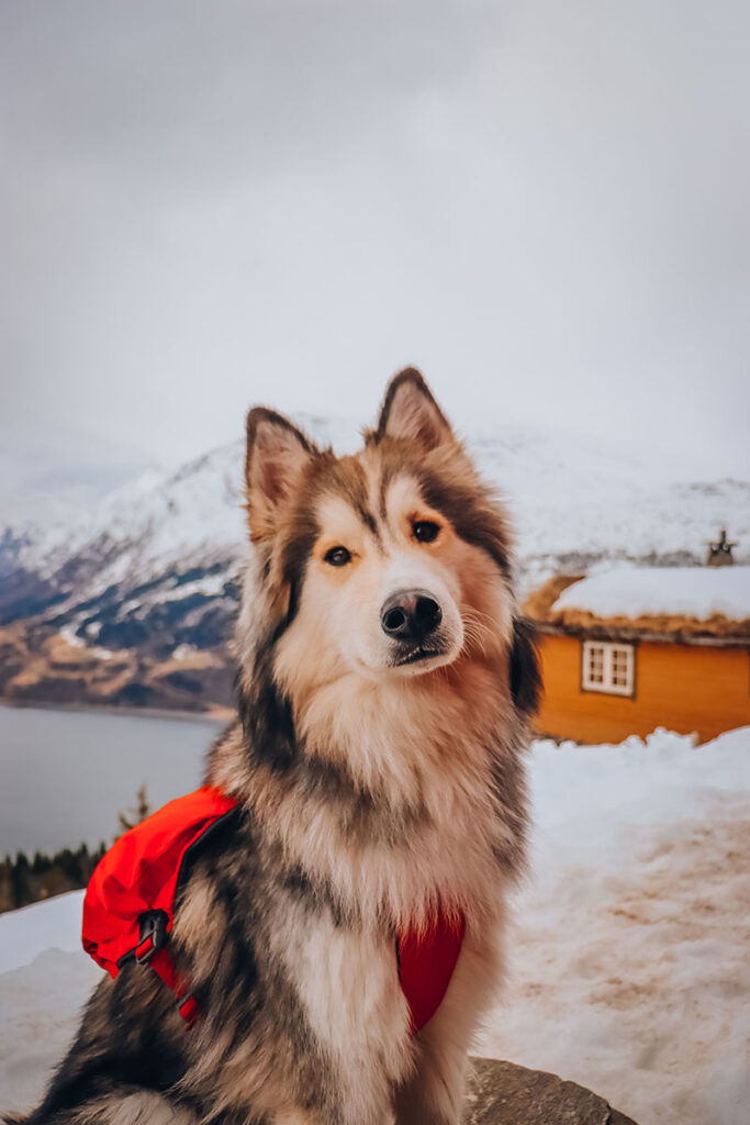 Abseits der Strasse | Unser Hund Sam war auch bei der Rakssetra Wanderung dabei